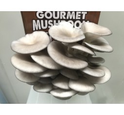 Mushroom Kit  -  Blue/Pearl (Pleurotus Ostreatus)  - FREE Shipping 